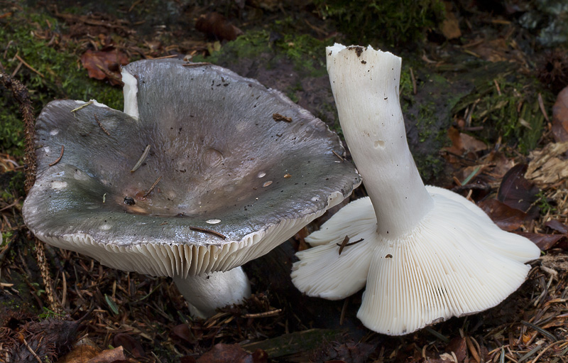 Russula cyanoxantha